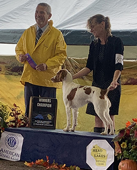 Autumn - New AKC Show Champion