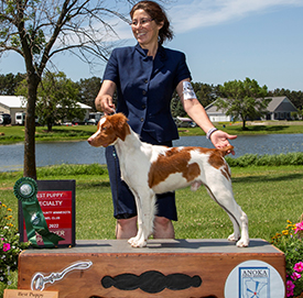 Multiple Best Puppy Specialty Show Wins