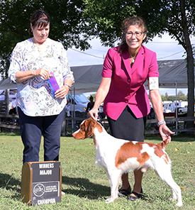 Harley AKC Champion at 22 Months Old