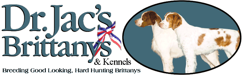 Dr. Jac's Brittanys Kennel - Northern WI Top Quality American Spaniel Brittany Breeder, Dog Show Quality Brits, Brittany Puppies and Hunting Dogs