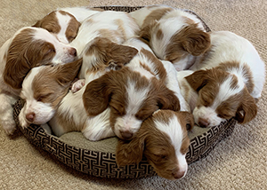 Sleepy Brittany Pups